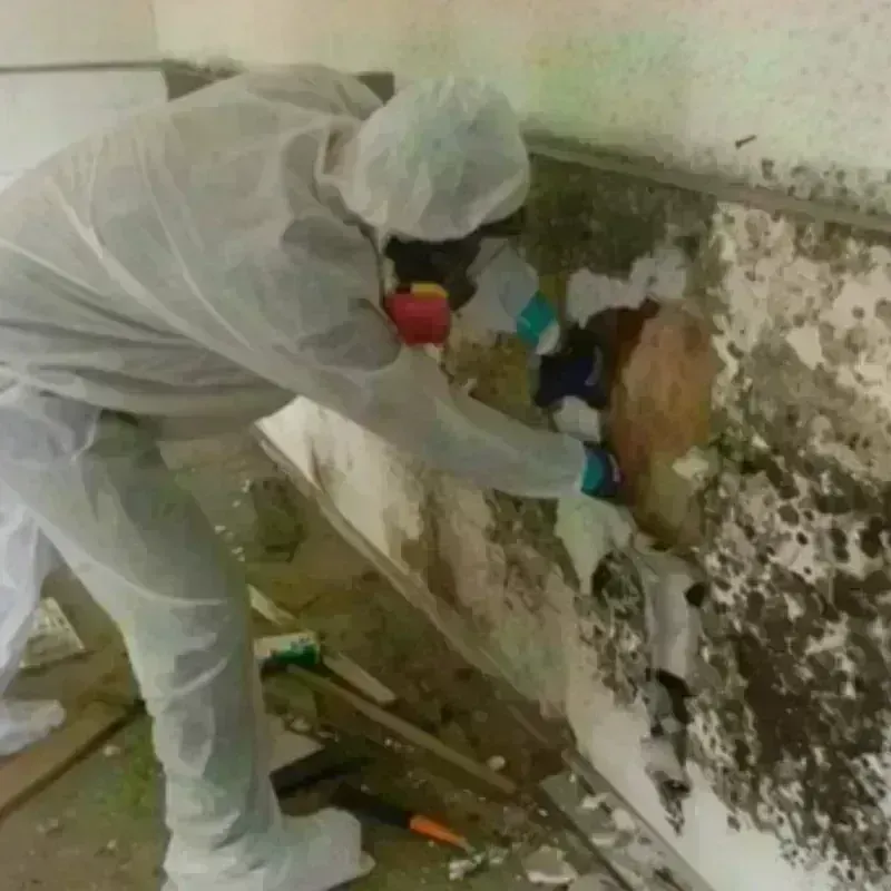 Mold Remediation and Removal in Clatskanie, OR